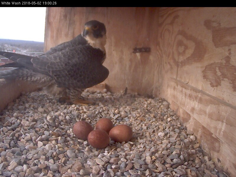 Astrid comes off the eggs to do some preening