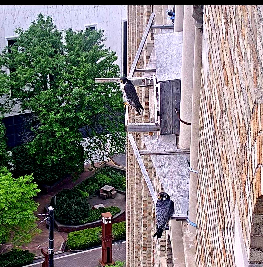 Both falcons on guard at the box