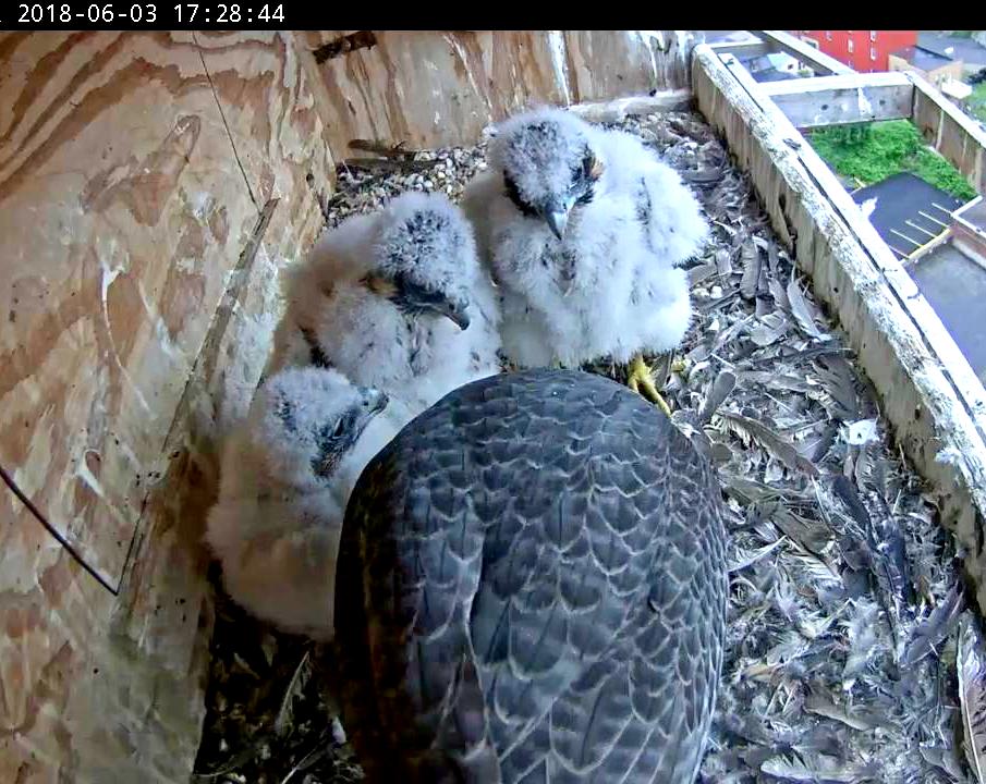 Feeding the ever growing nestlings