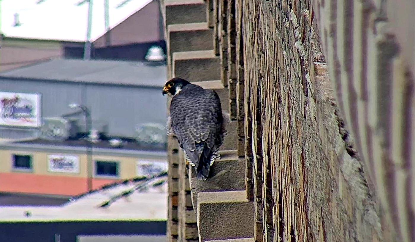 Astrid on the pillar