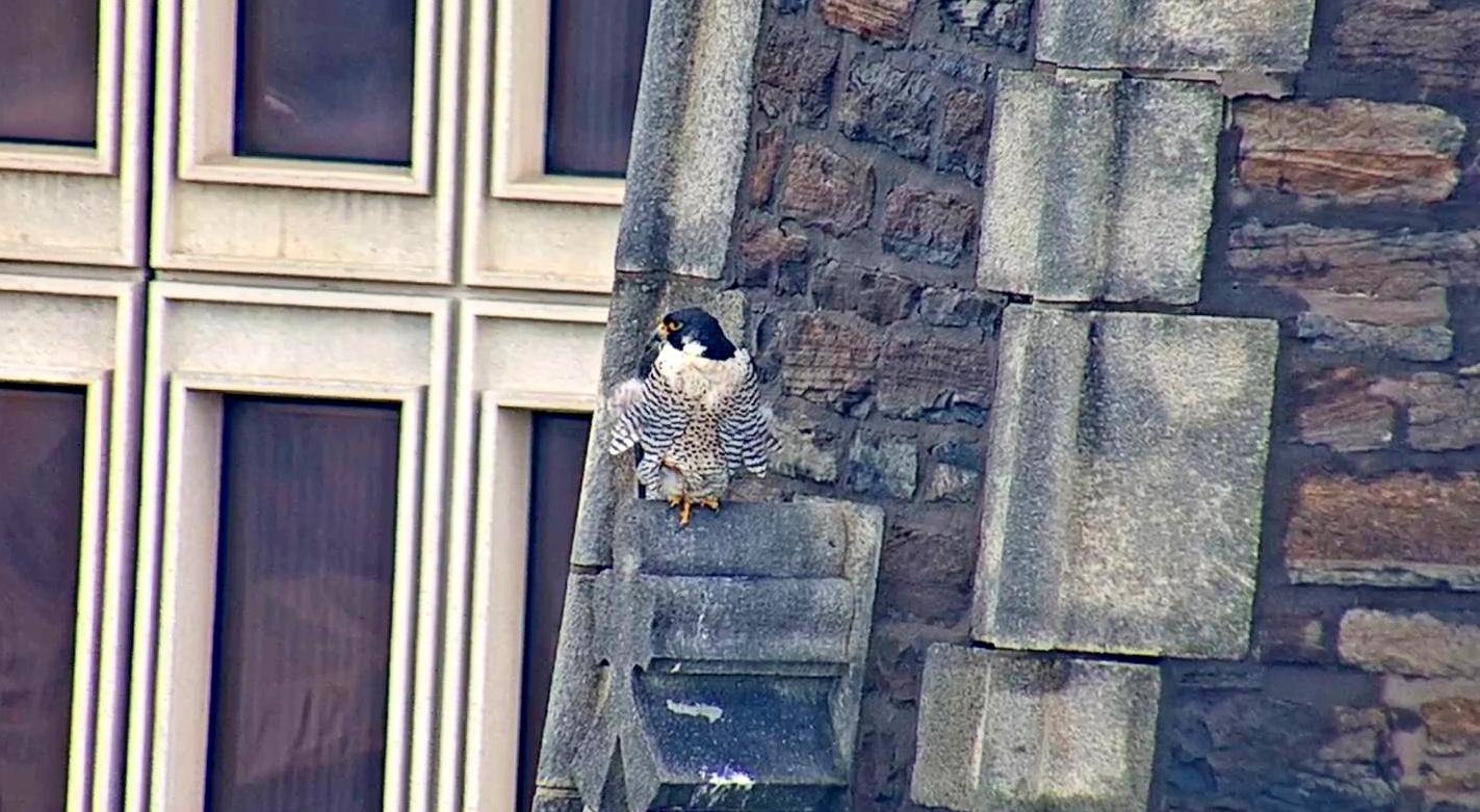 Astrid on the steeple