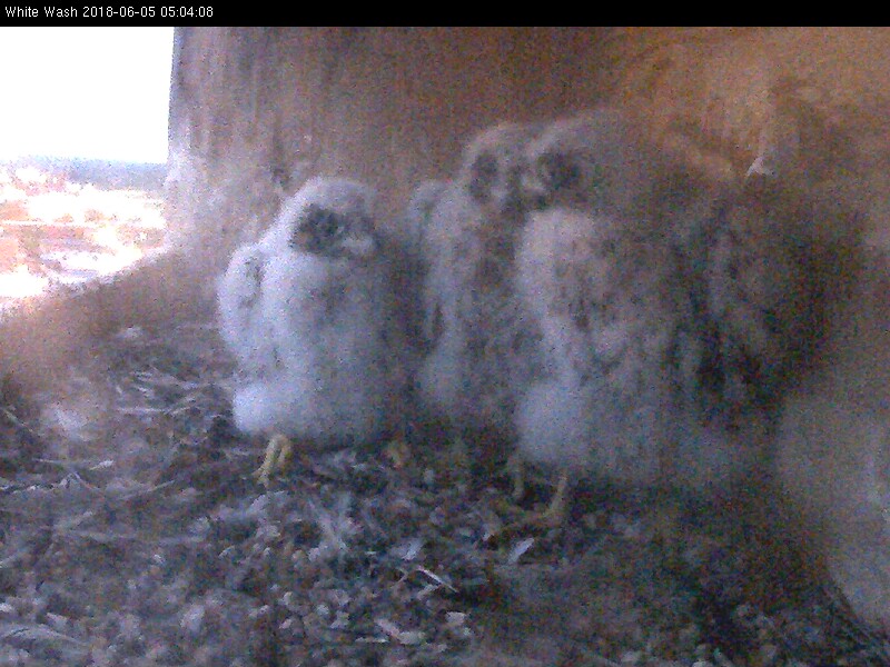 The march of the Peregrines