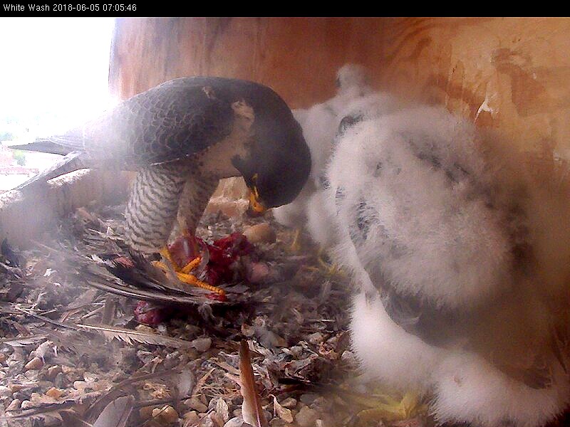 Astrid feeding