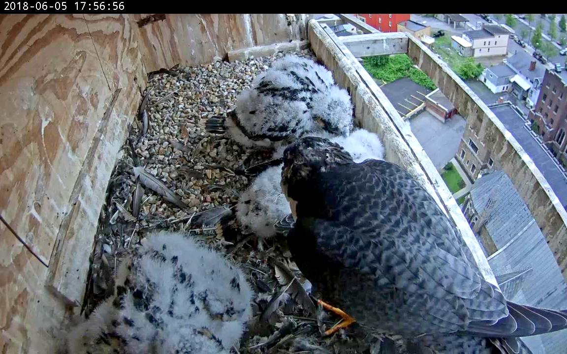 Ares coming in to get a rise out of the chicks again
