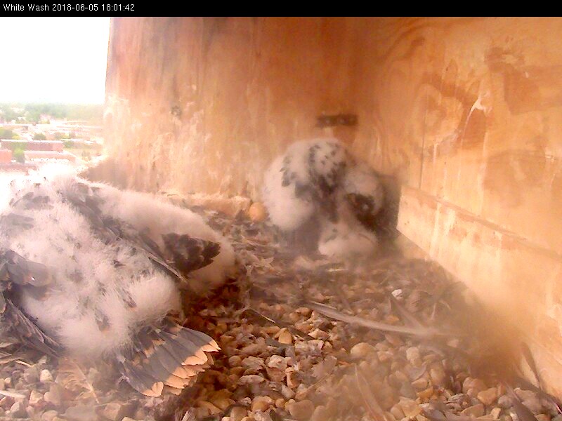 A view of tail feather development