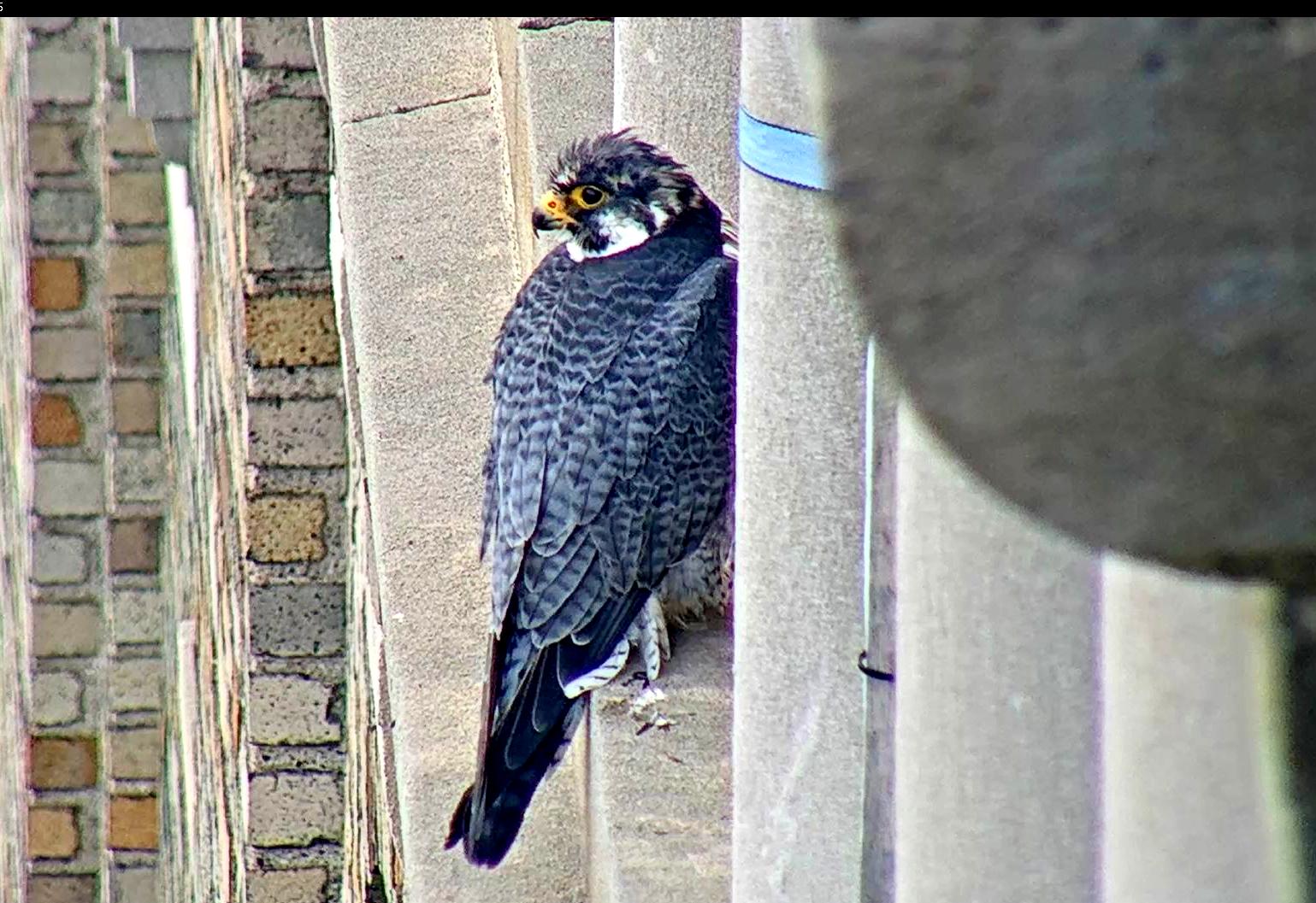 Ares on a window ledge west of the nest box