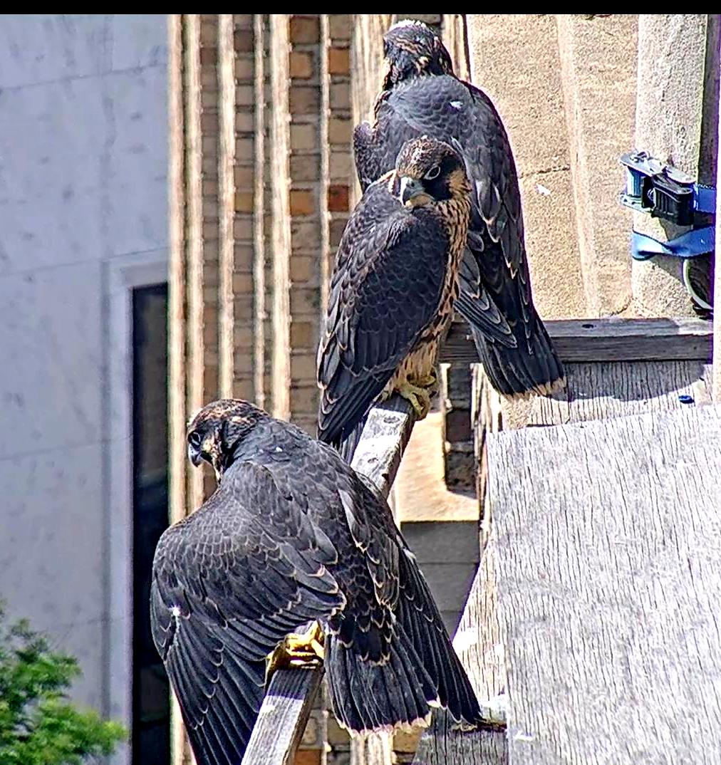 It's getting harder to call them nestlings when they look like this