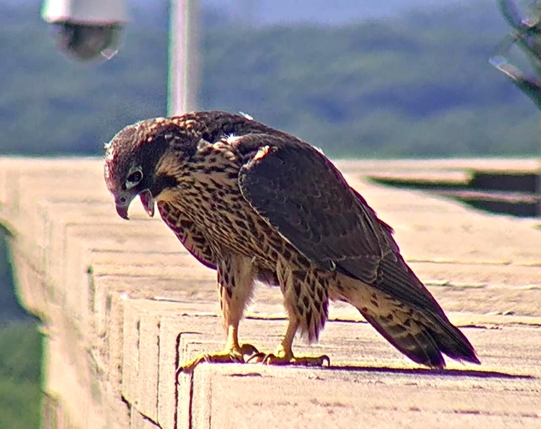 From the roof of the Adirondack Bank, Angel looks down at Petra and the nest box