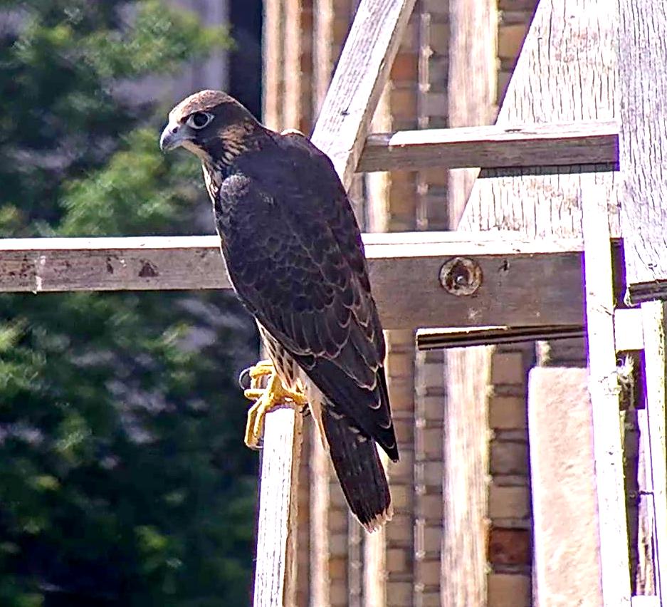 Petra is Still at the Nest box