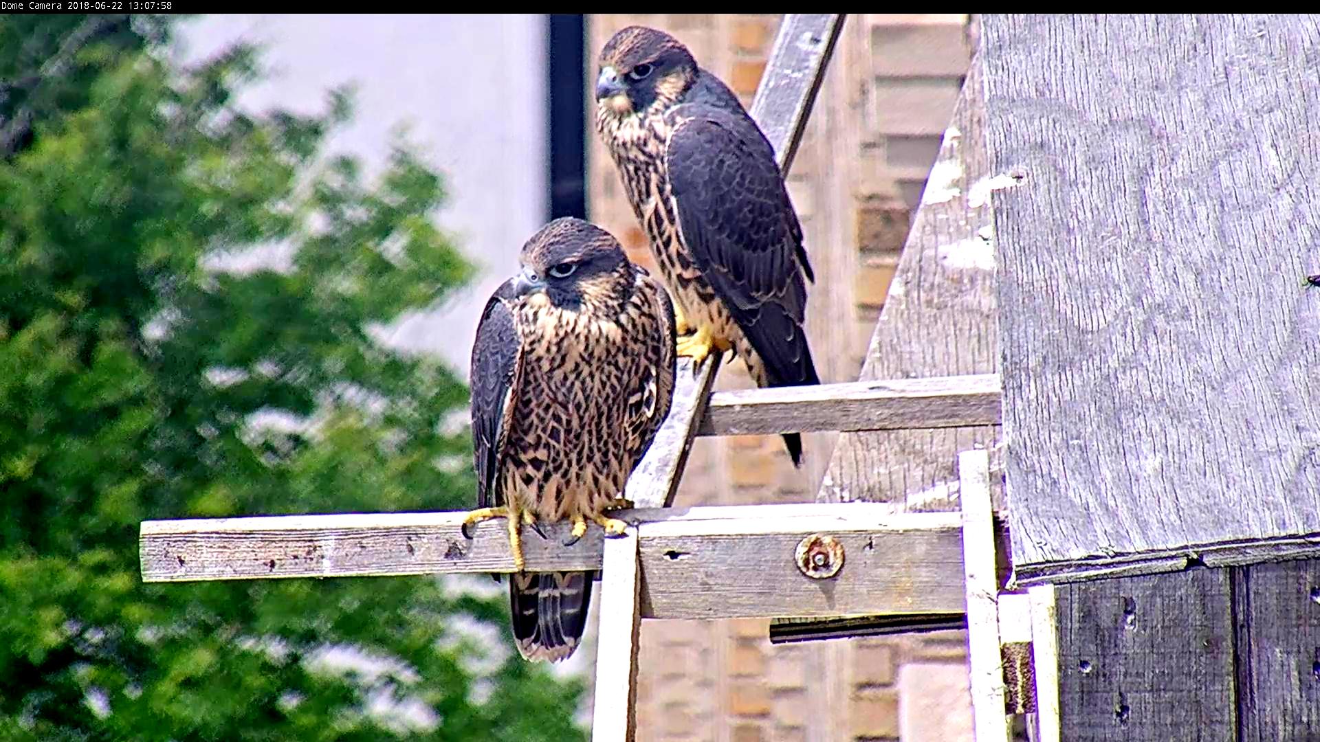 Petra and Angel at the nest box earlier in the day