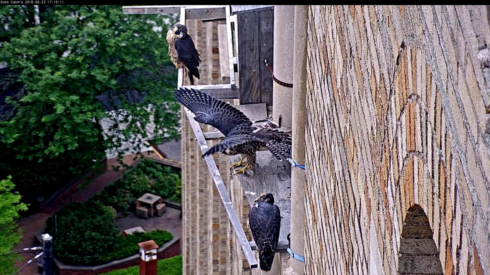 The three kids return to the nest box and act like nestlings again