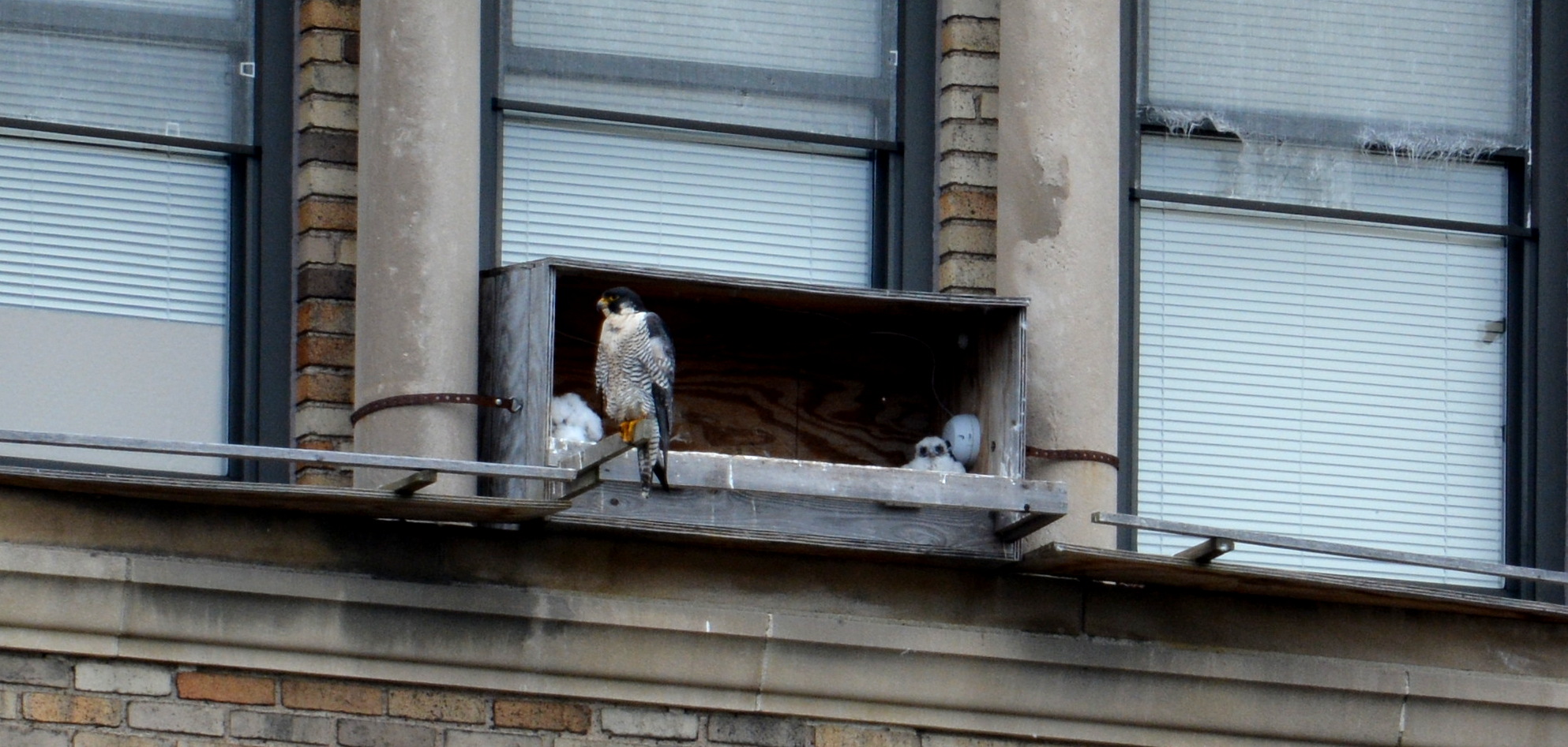 Astrid guards the box - two chicks visible