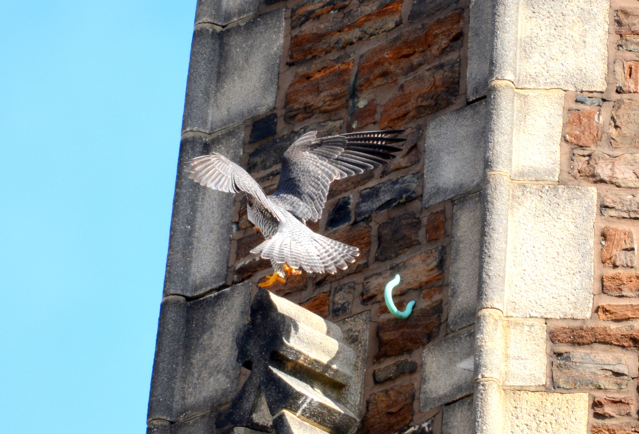 Astrid lands on the steeple