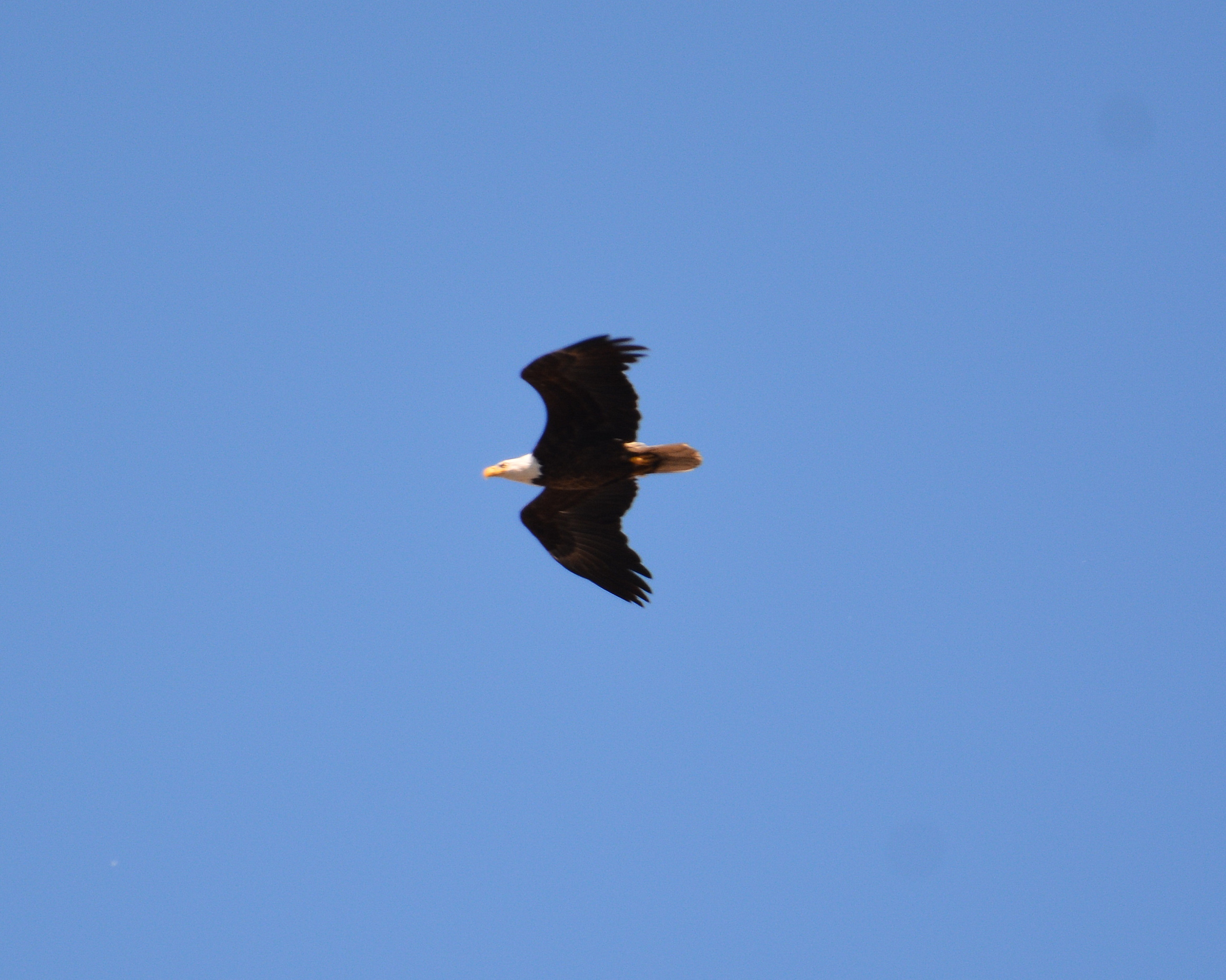 A Bald Eagle passes through the canyon