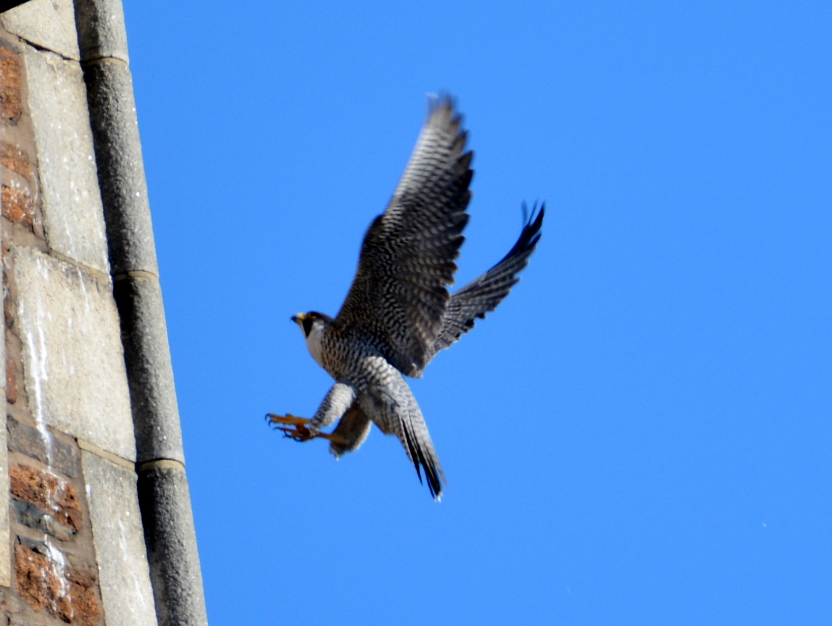 Astrid goes back to her steeple perch