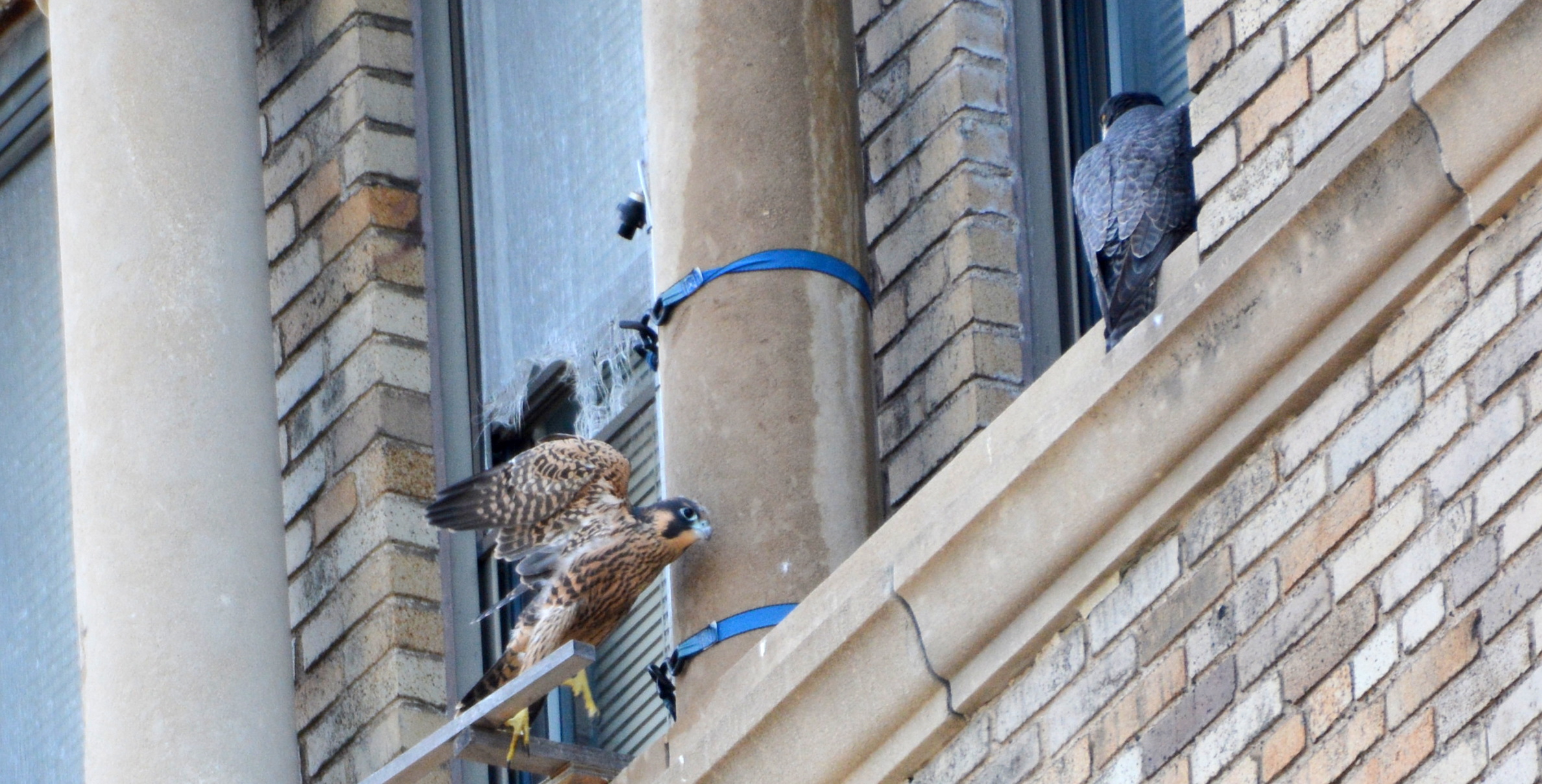 A juvenile attempts to go around a pillar to get to where Astrid is