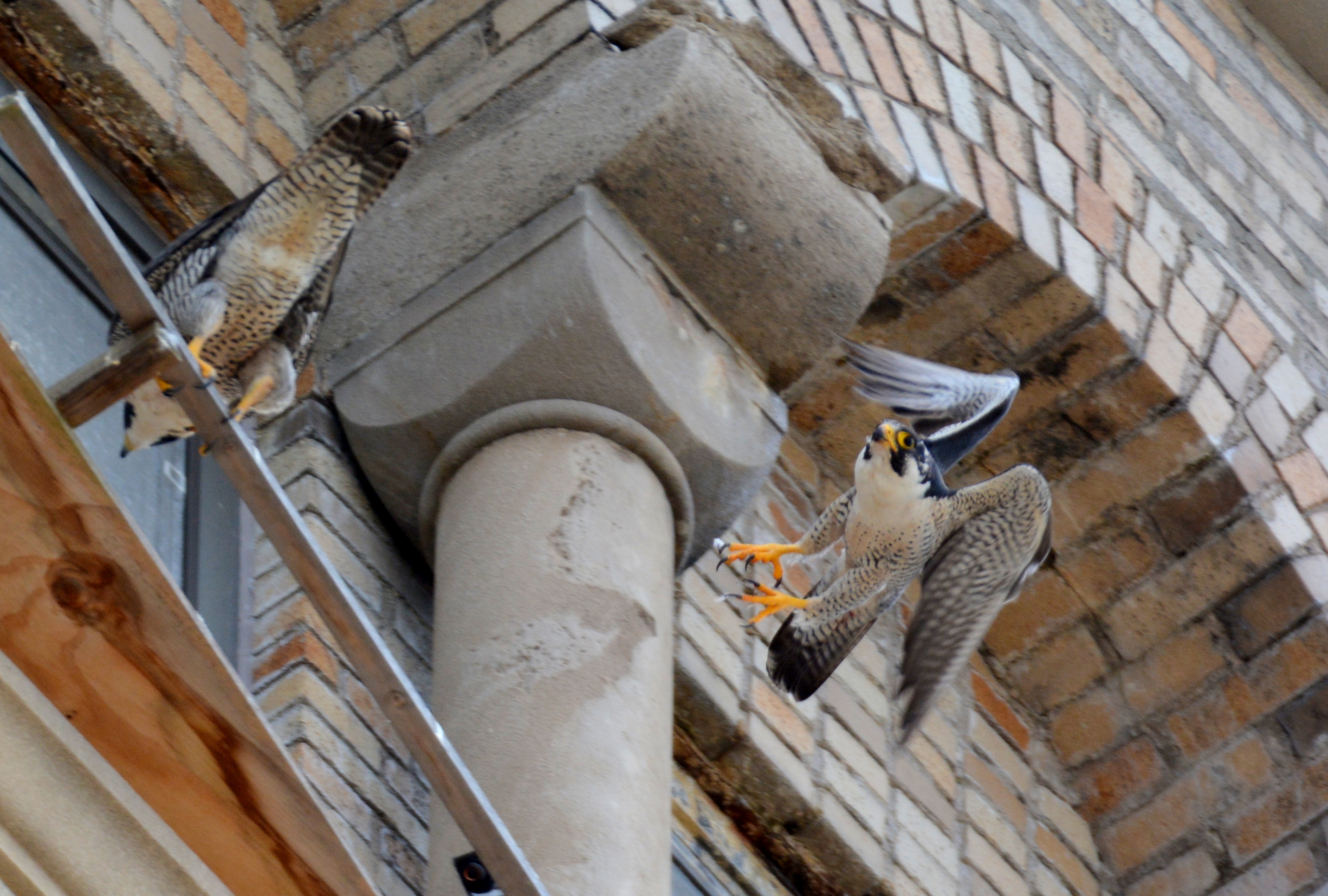 Ares launches off the perch after dropping off food