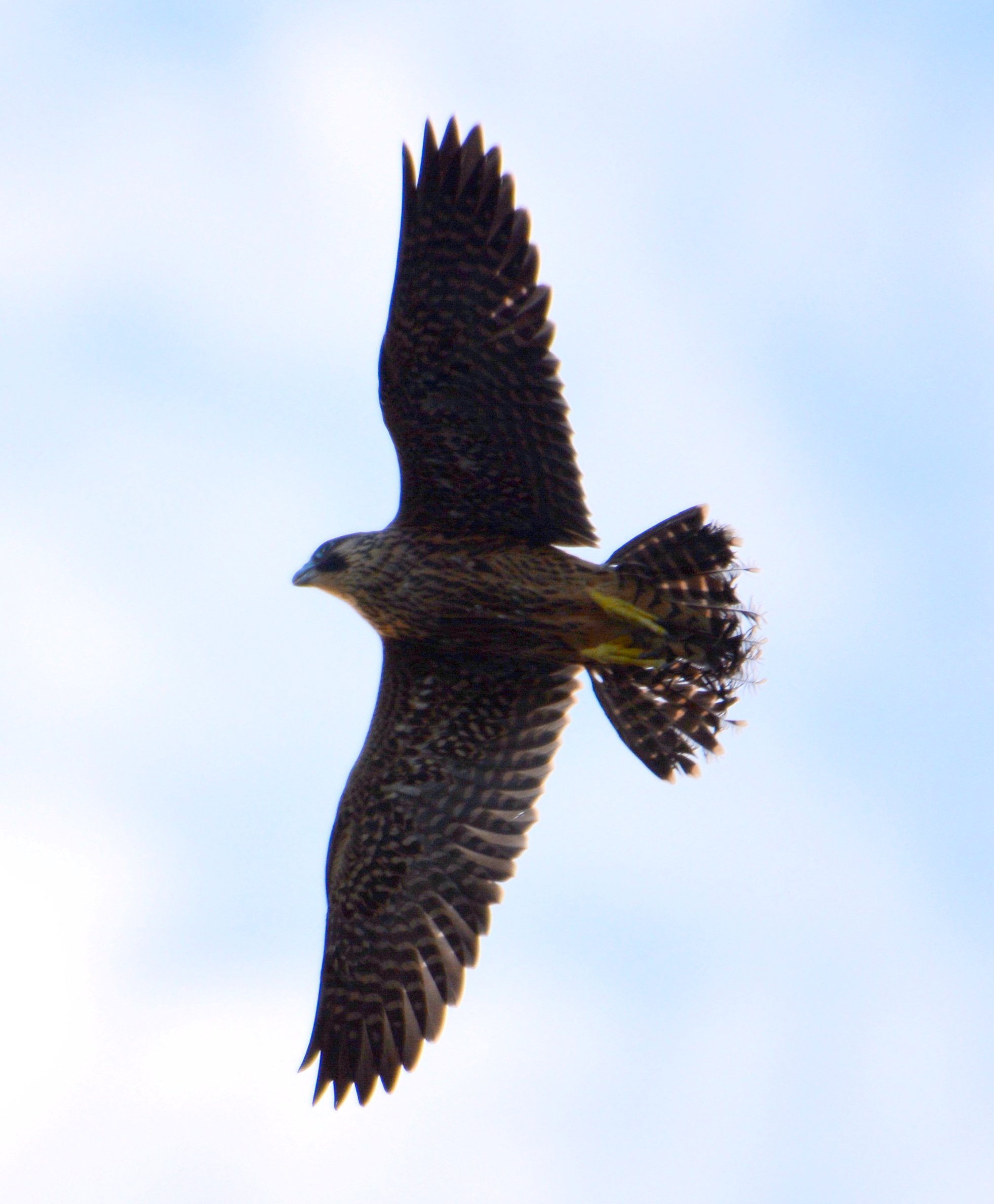 Angel making his third and final flight of the evening - note the rough ends to his tail feathers. 