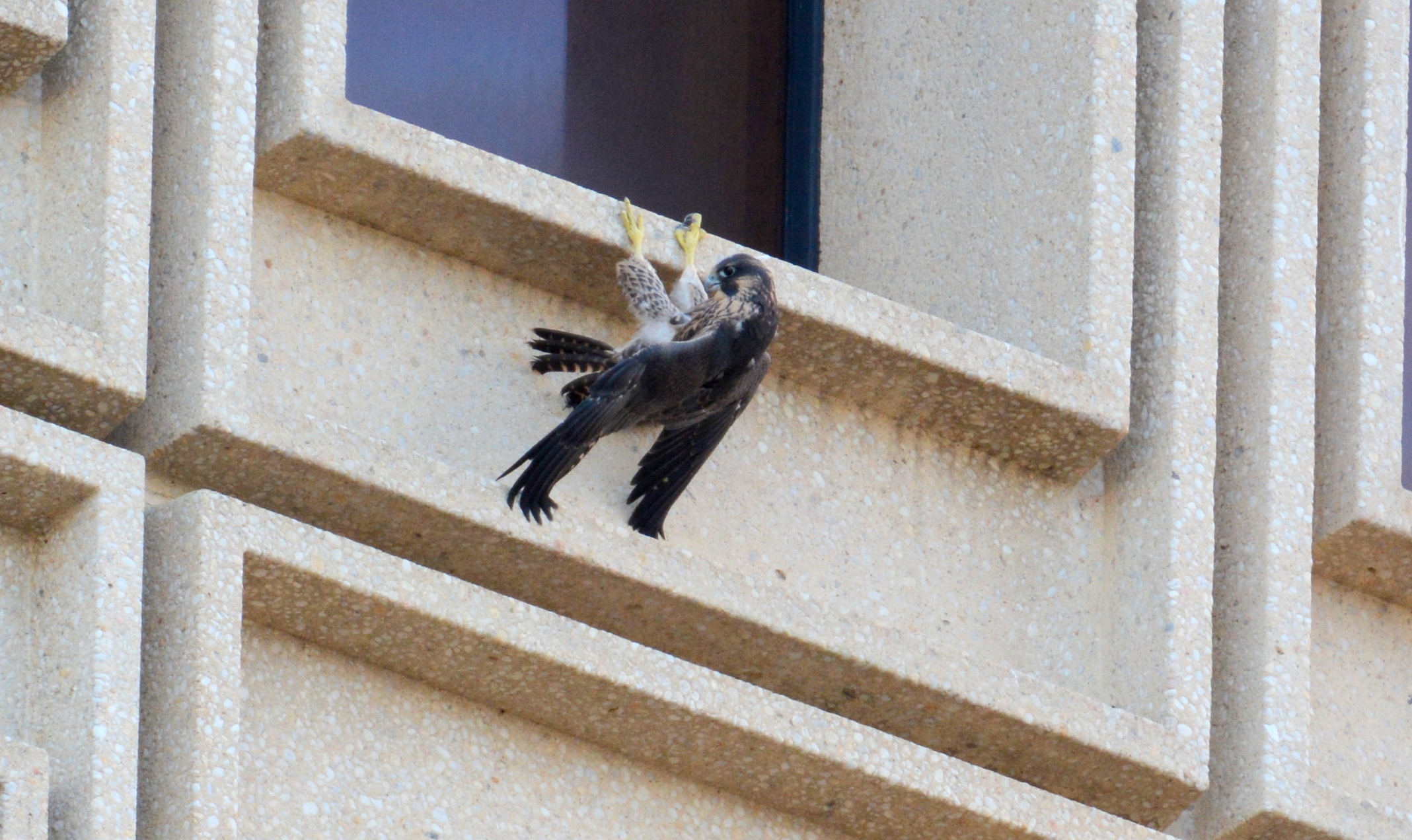 Angel hanging by his talons on the State Building