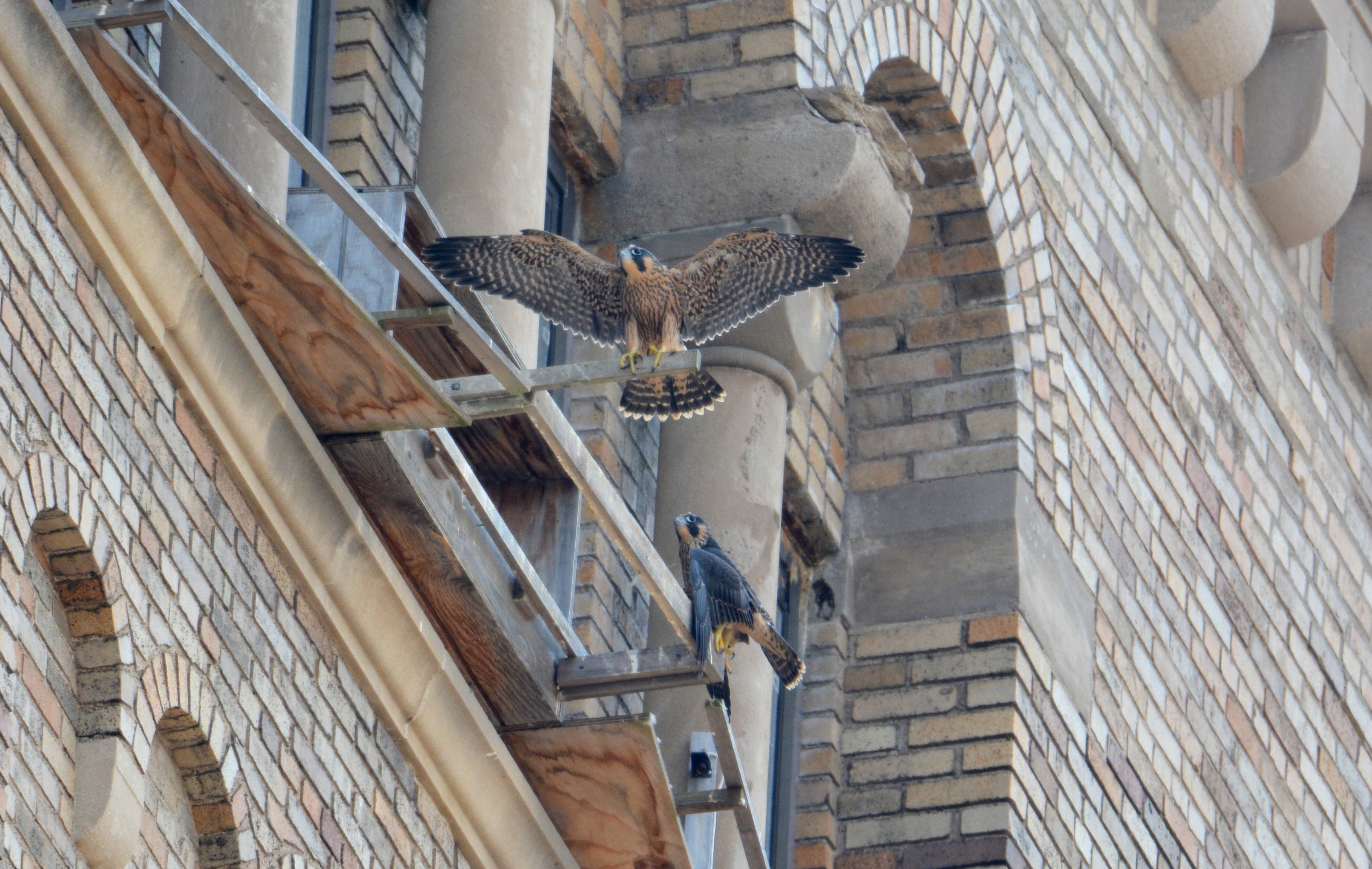 Petra and Milo before fledging