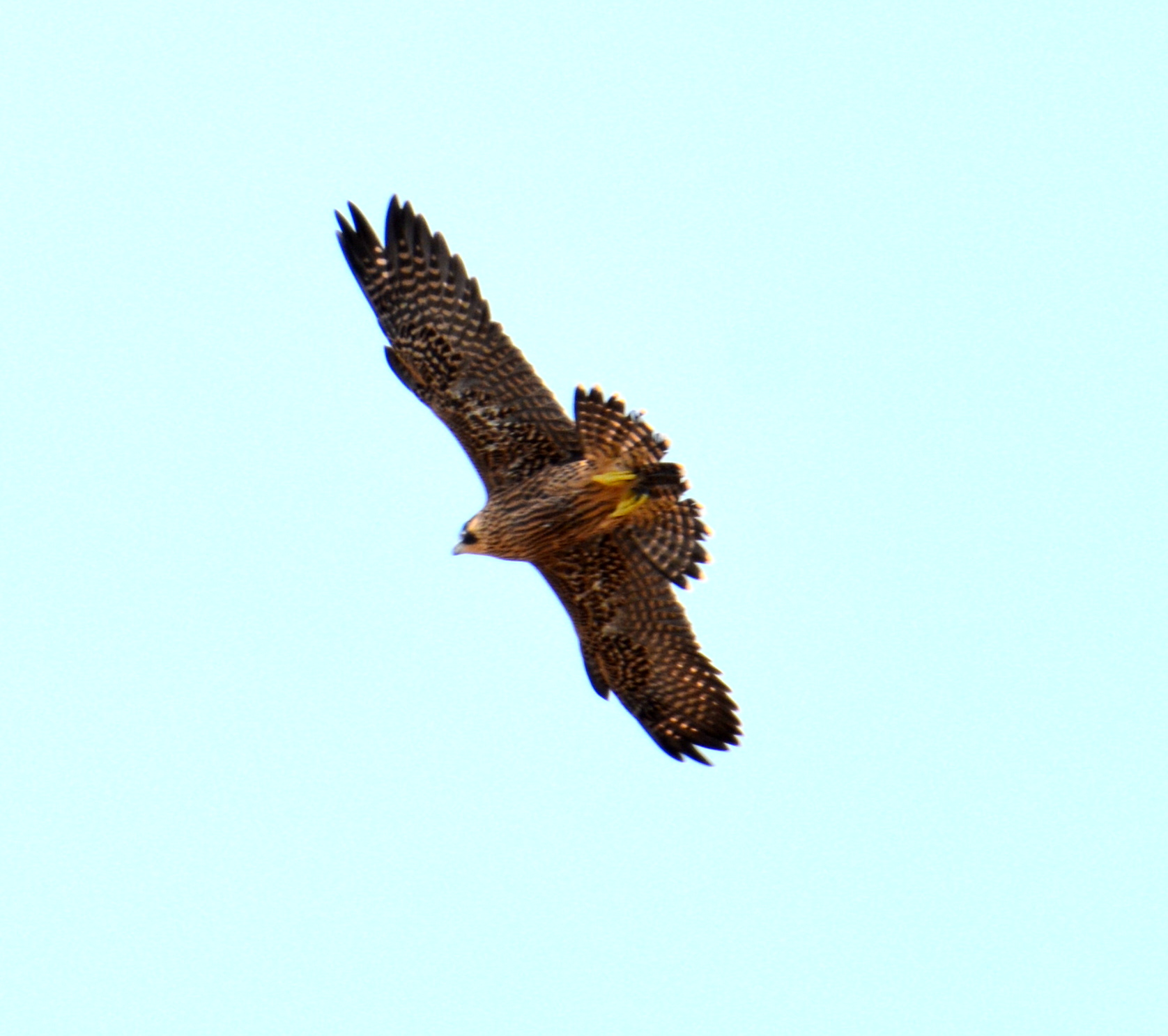 Angel in flight