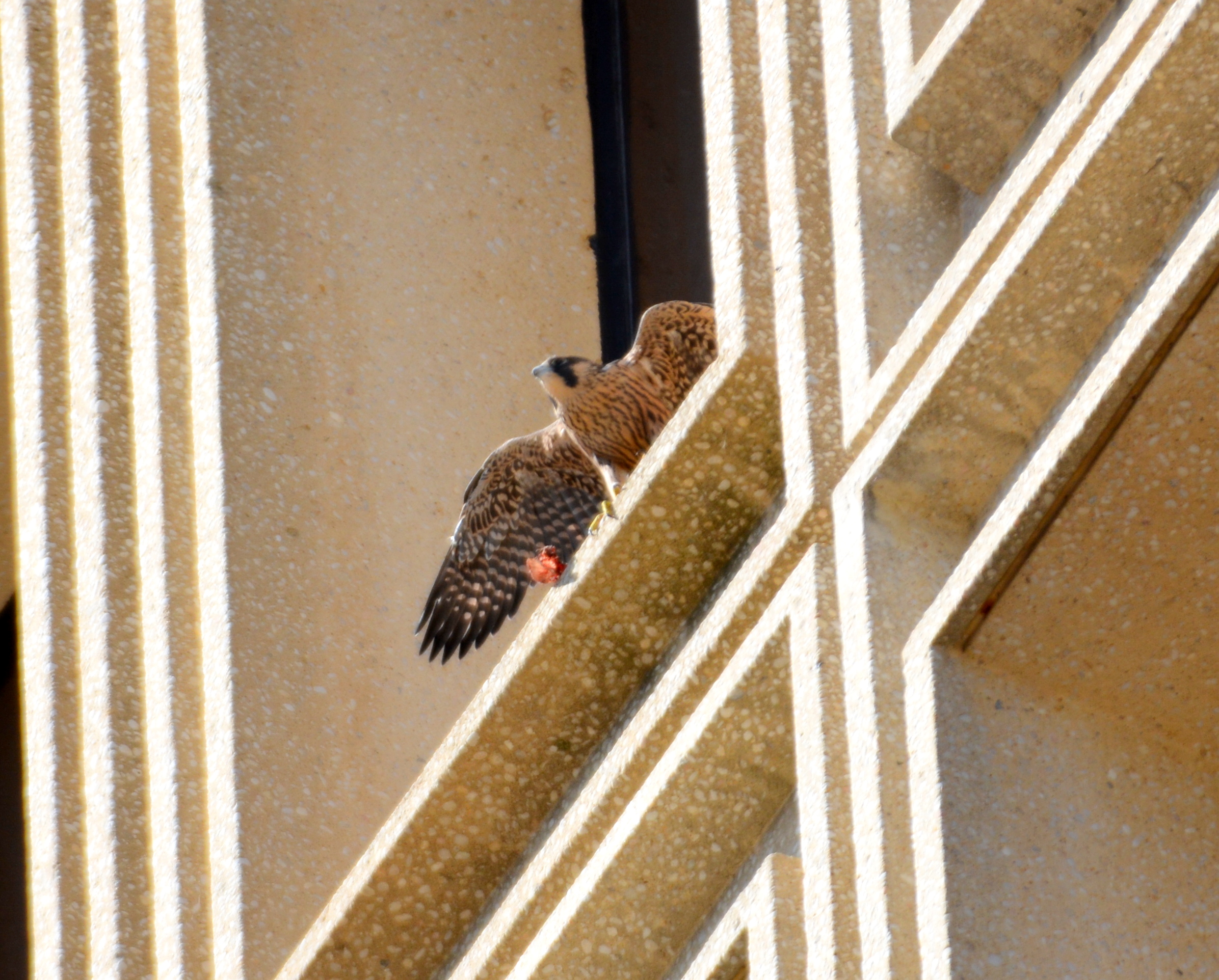 Milo remained on the State Building window ledge were he first landed the day before