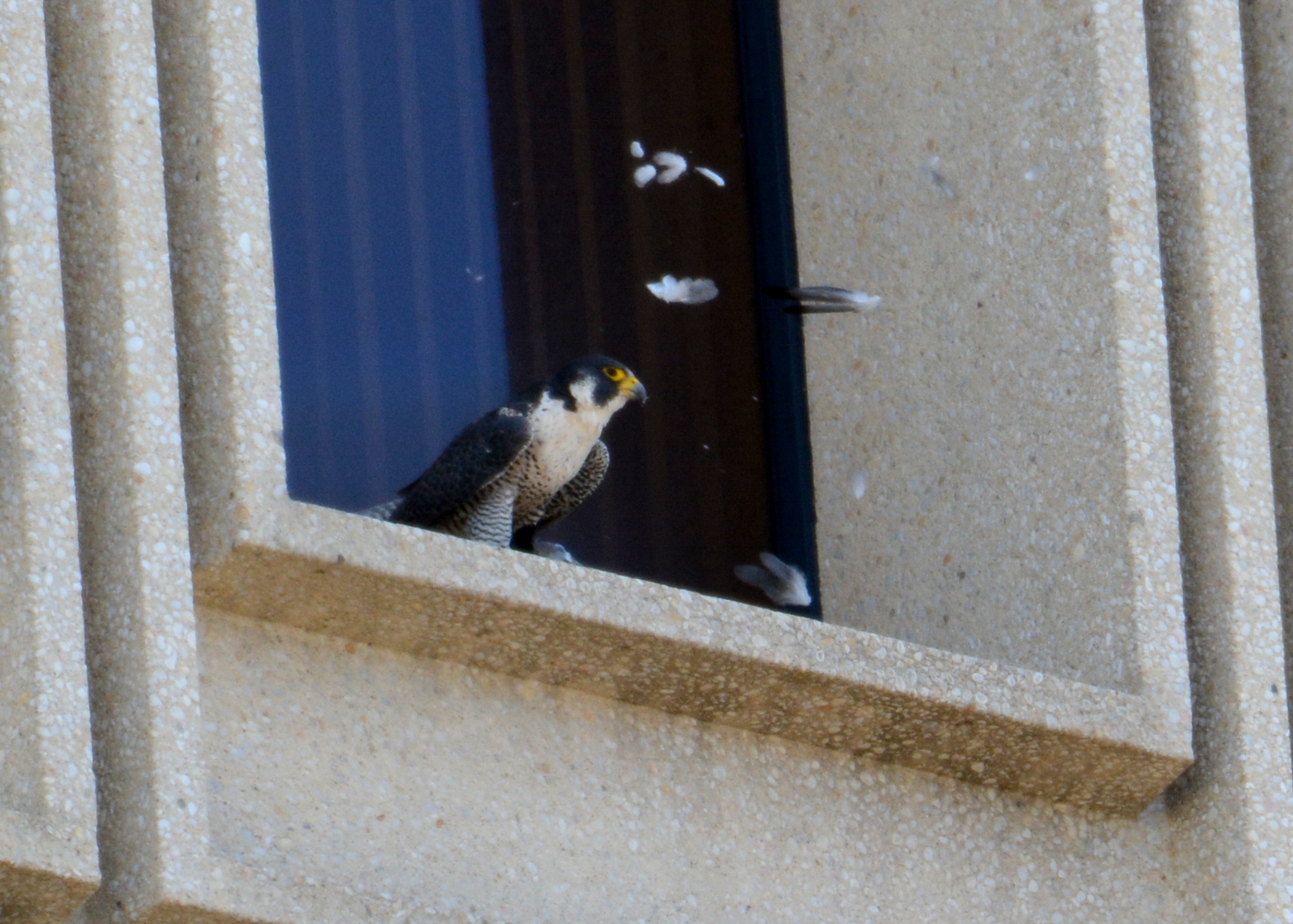 Astrid plucks prey 