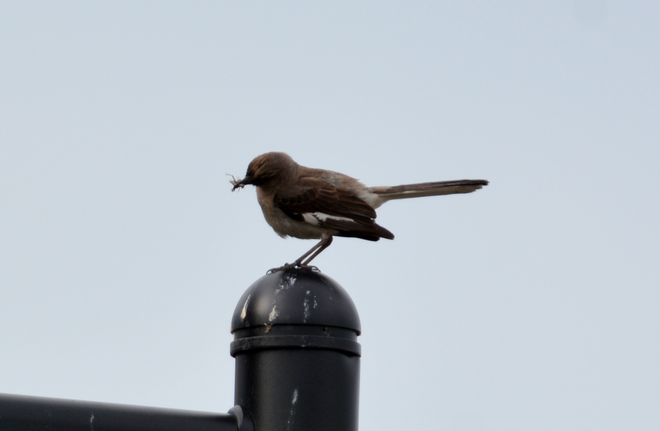 A parent Mockingbird scolded one of the juvenile Peregrines