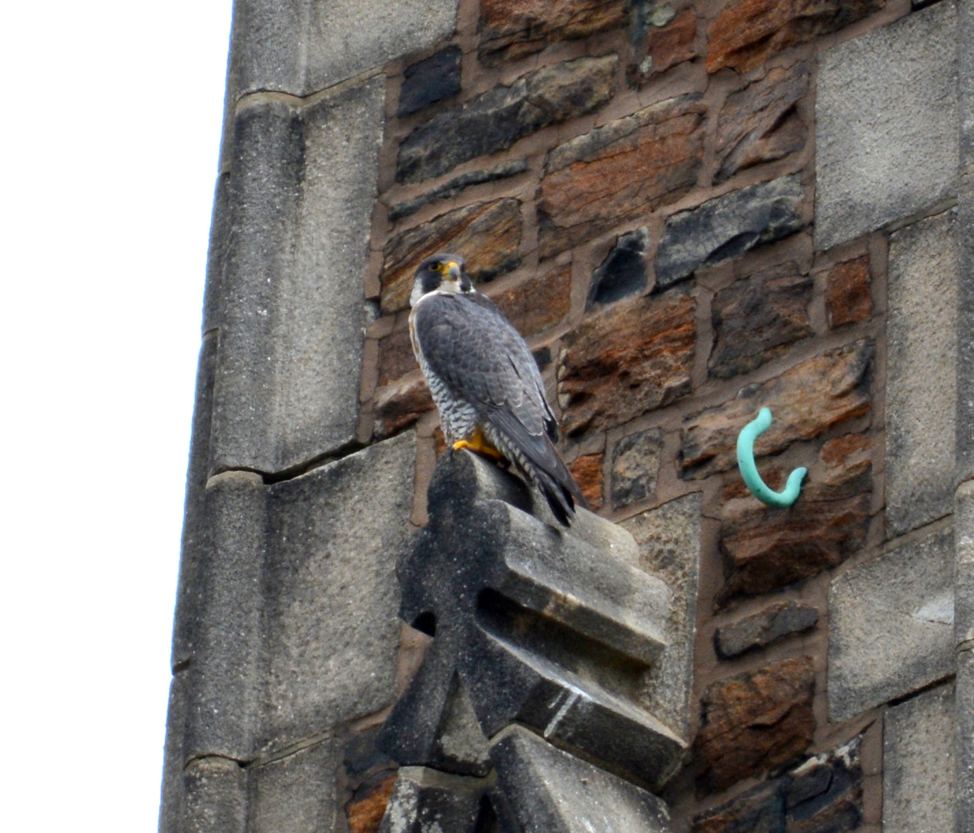 Astrid on the Steeple