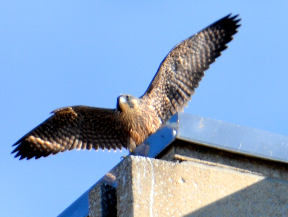 Angel getting ready to take flight