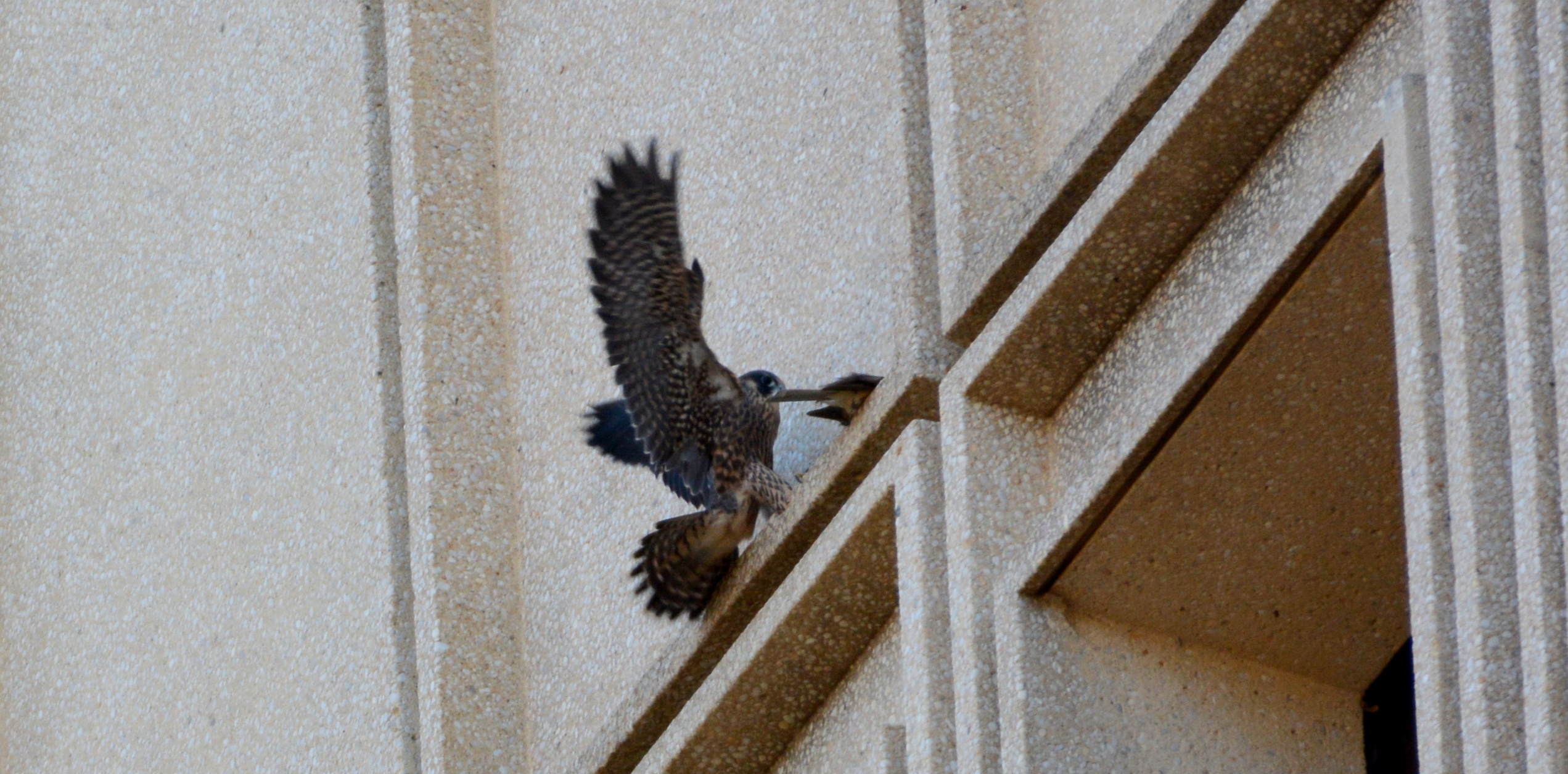 Angel finds one of Ares' stored cuckoos