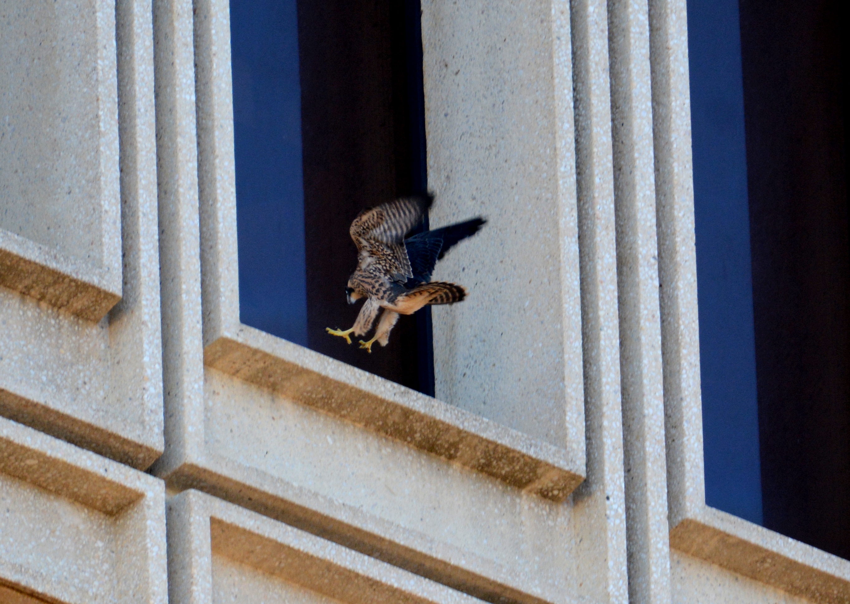 Milo making a good landing on a window ledge at the State Building