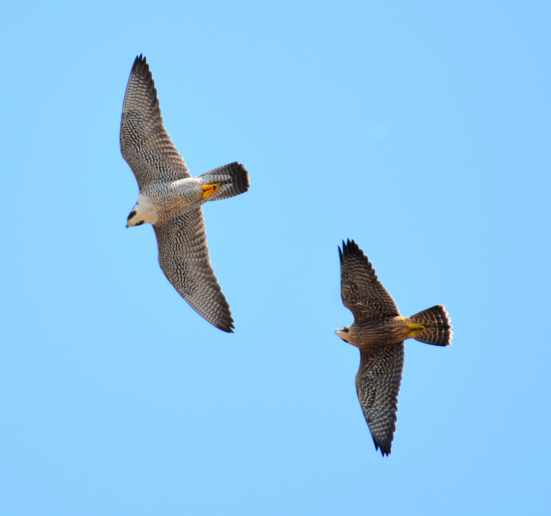 The Fledglings did a lot of flying after Astrid