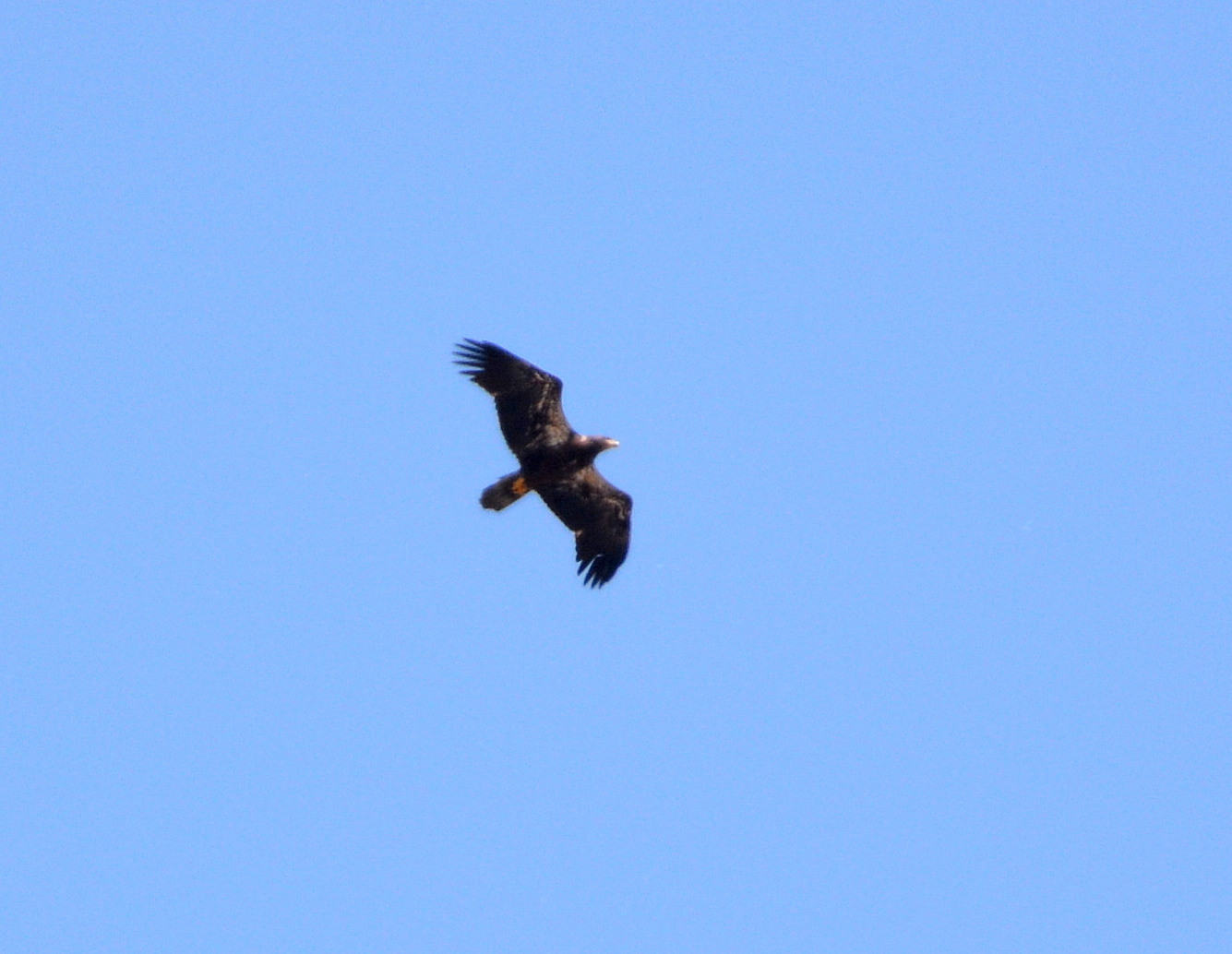 Anther immature Bald Eagle flyover elicits alarm calls and lots of excitement
