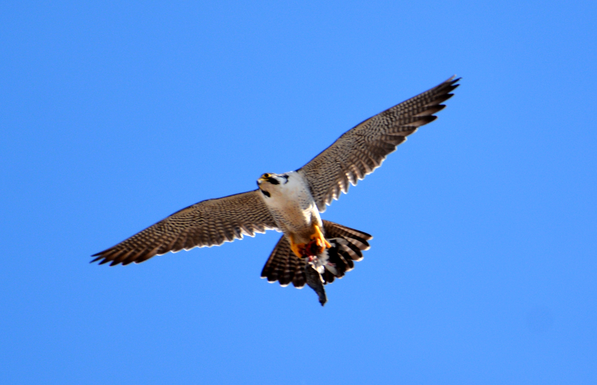 Ares flies in with prey