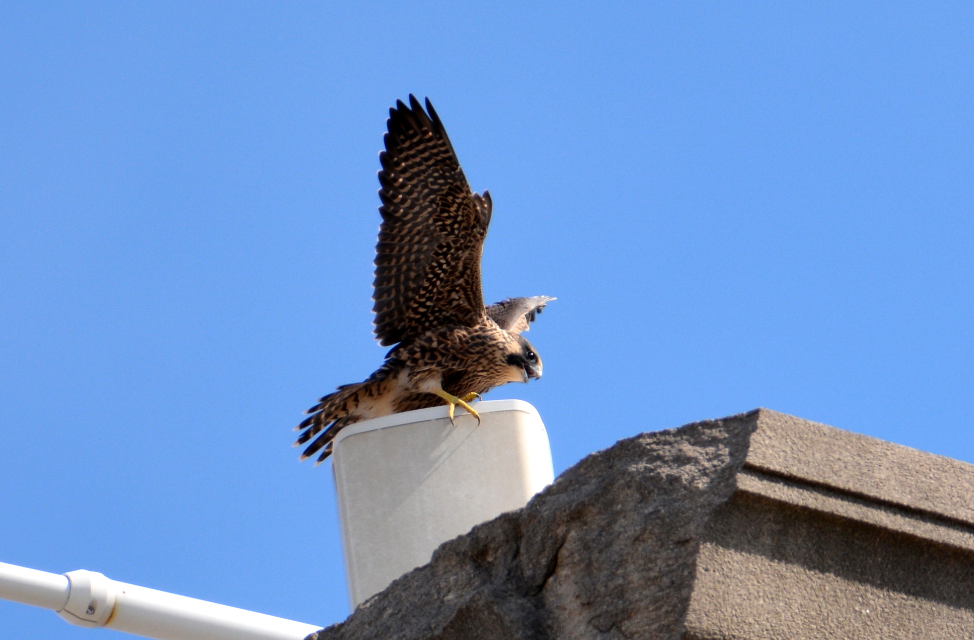 Milo puts down on a structure on top of the ADK Bank