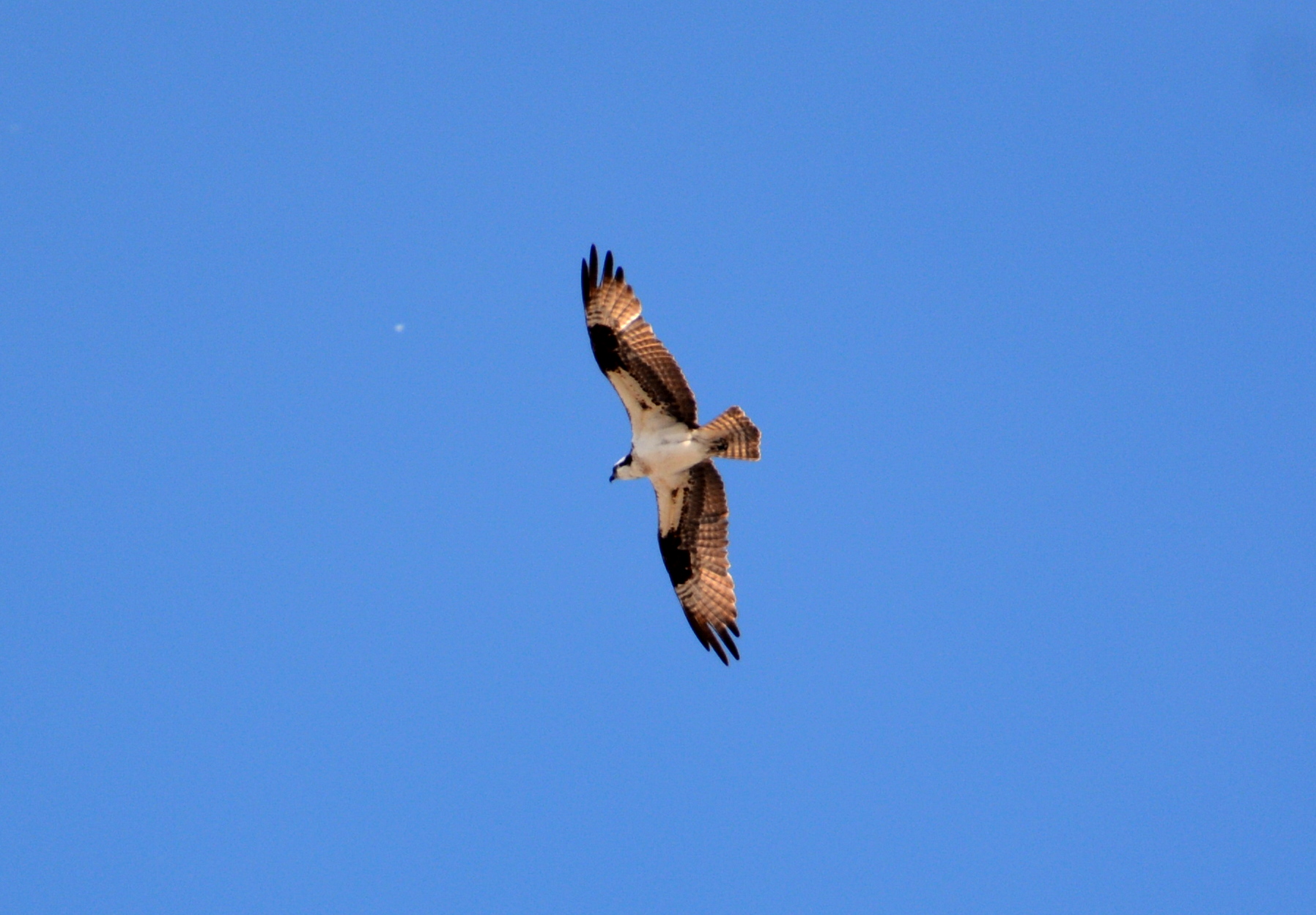 On of several Osprey that came through the canyon - this one was not bothered by the falcons
