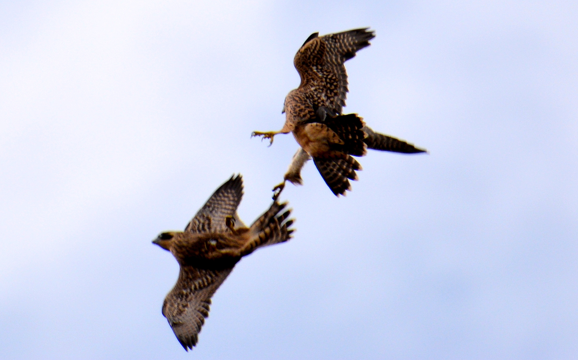 Angel and Milo did some amazing aerial sparring  