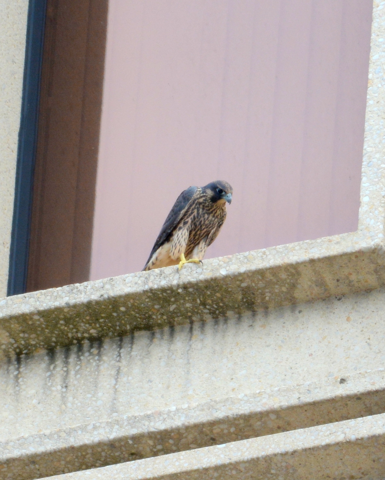 Petra on a window ledge on the west face of the State Building