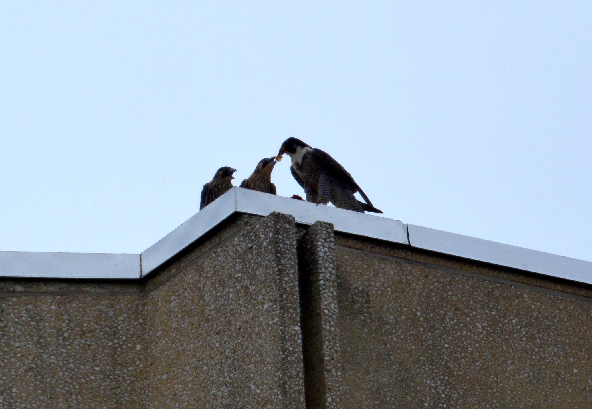 Astrid feeds the fledglings on the root of the State Office Building