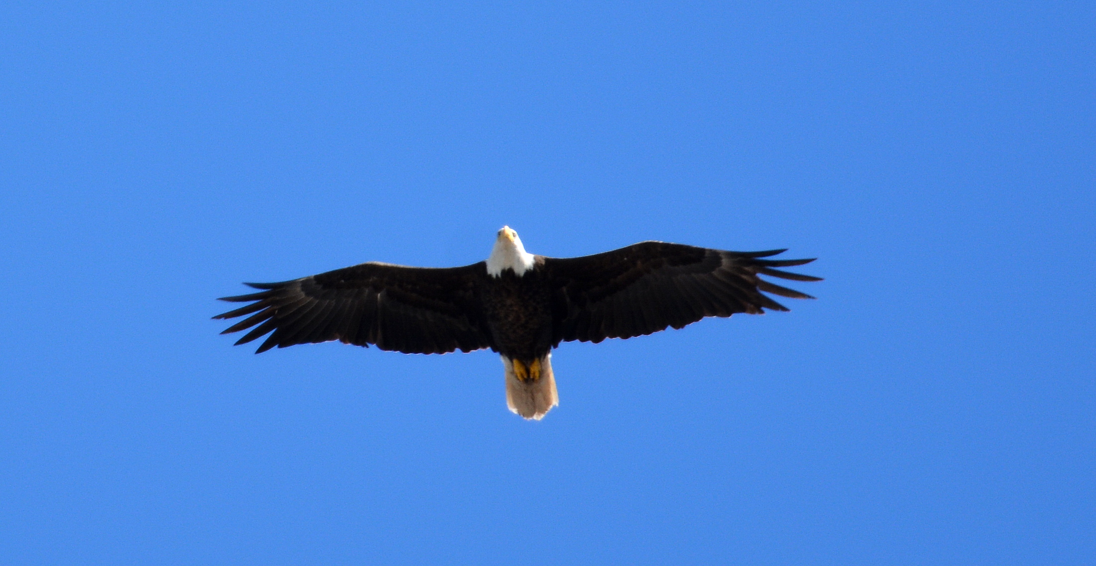 Bald Eagles pass through the canyon every day