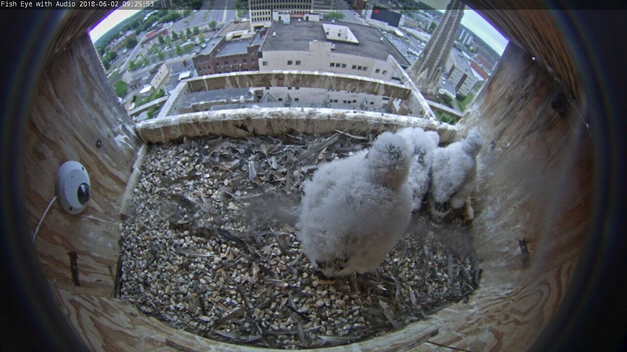 The nestlings watch for their parents to return