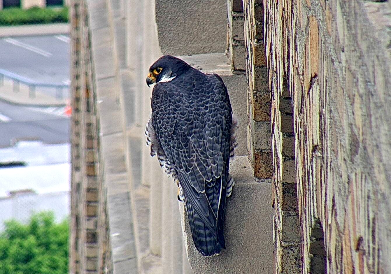 Astrid perches on a pillar above the nest box