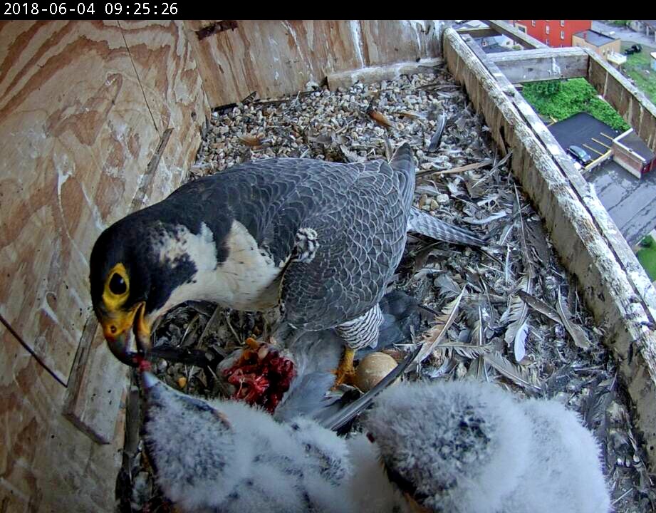 Astrid feeding the chicks