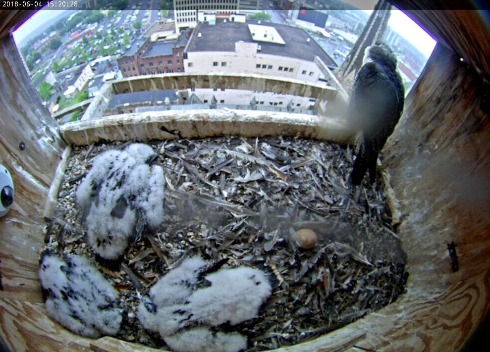 The chicks behaving themselves with Ares in the box