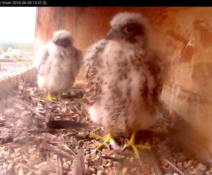 Juvenile Plumage is on its way