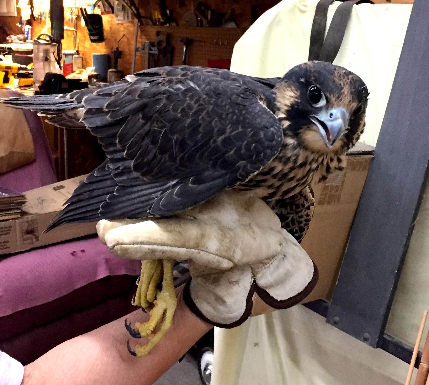 Petra is examined at Woodhaven Wildlife Center