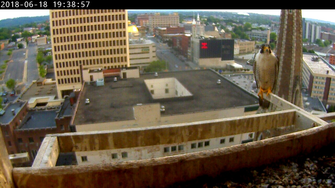 Ares stayed at the nest box while Petra was being released