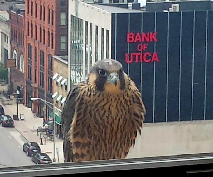 Milo looks into an office window shortly before fledging - picture by T White