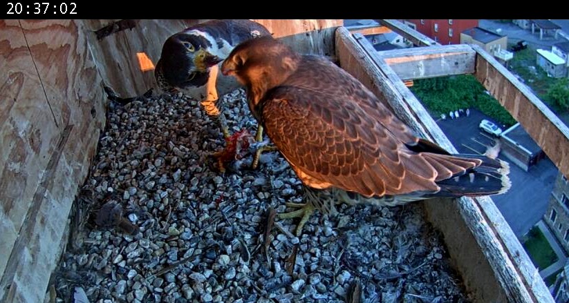 Astrid feeds Petra at the end of the day